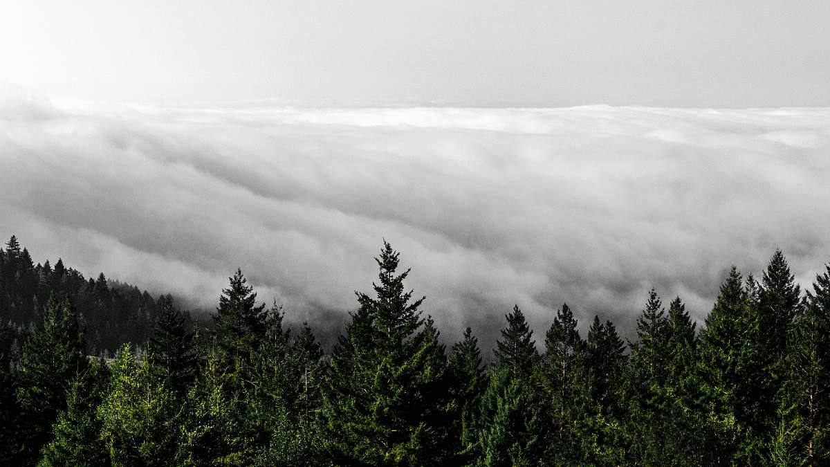 abies cloudy sky above the trees fir
