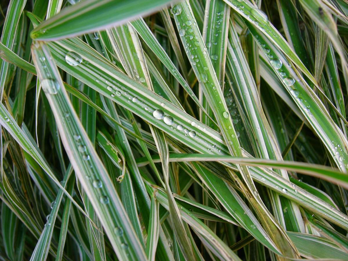grass dew on linear leafed grass agavaceae