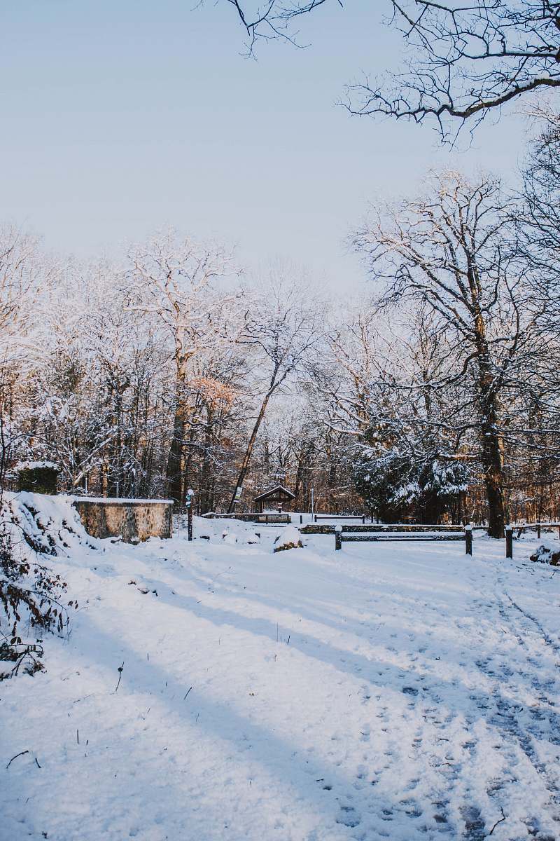 abies field covered with snow and park view fir