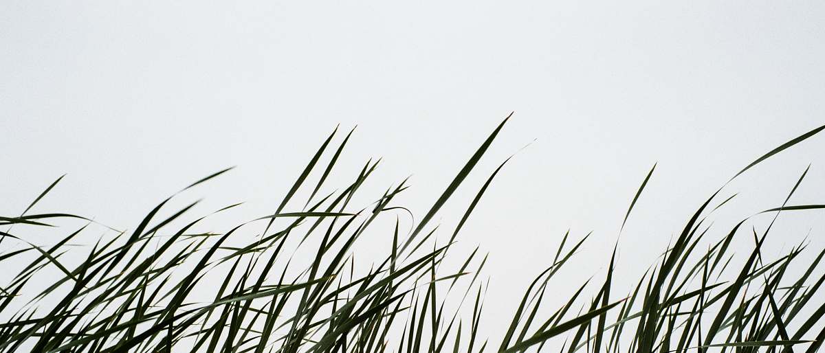 grass field of linear leafed plants lawn