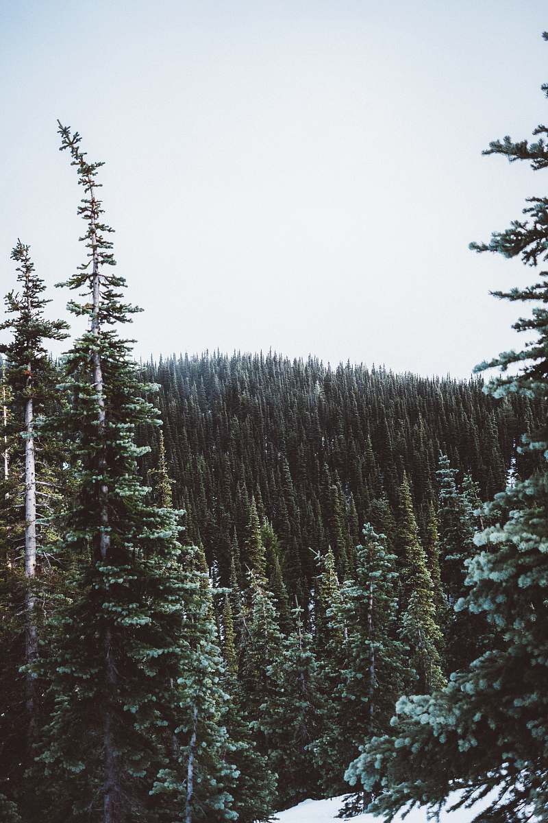 tree forest during daytime hurricane ridge