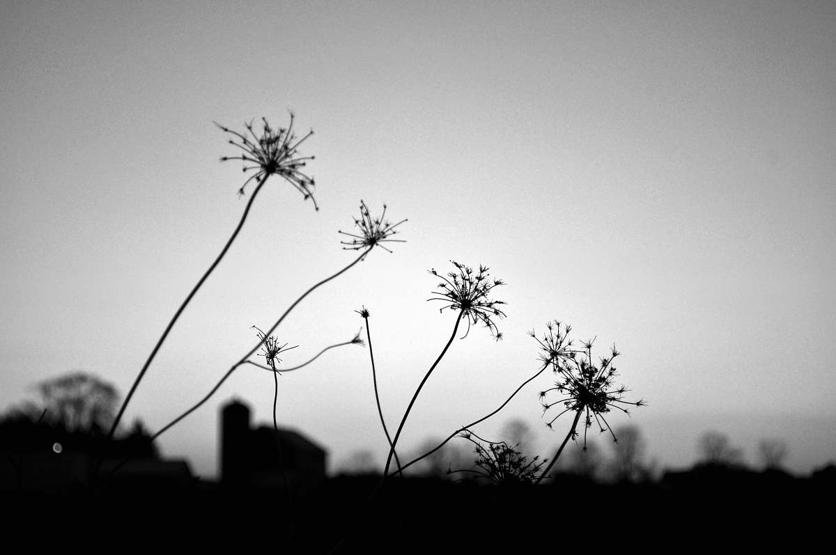 black-and-white grayscale photo of plant blossom
