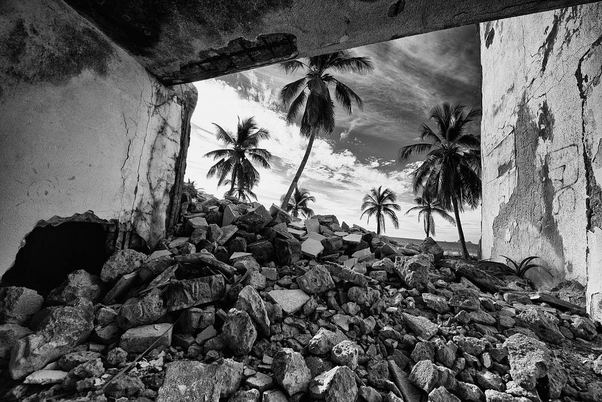black-and-white grayscale photo of rocks and palm trees arecaceae
