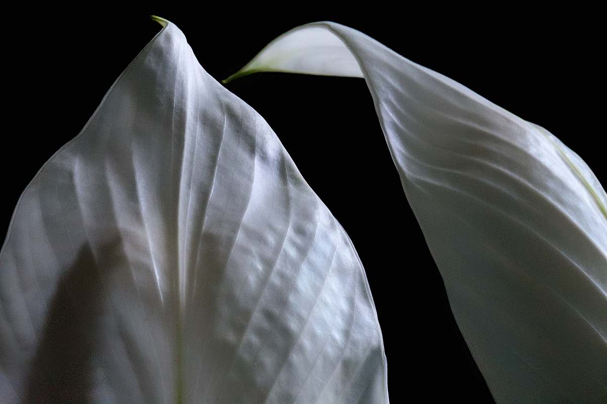 flower grayscale photography of lilies blossom