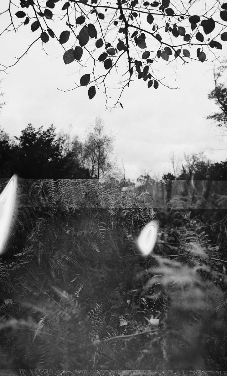 black-and-white grayscale photography of trees vegetation
