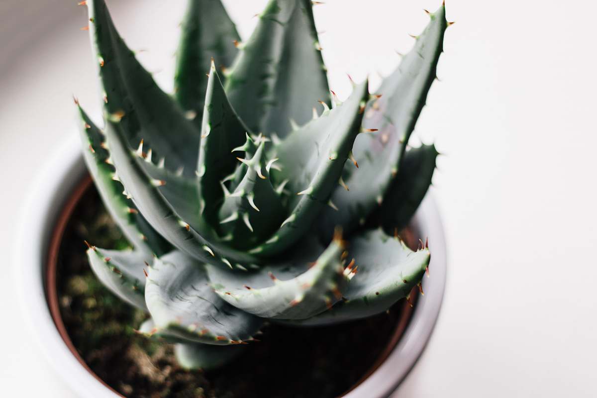 flora green aloe vera photo aloe