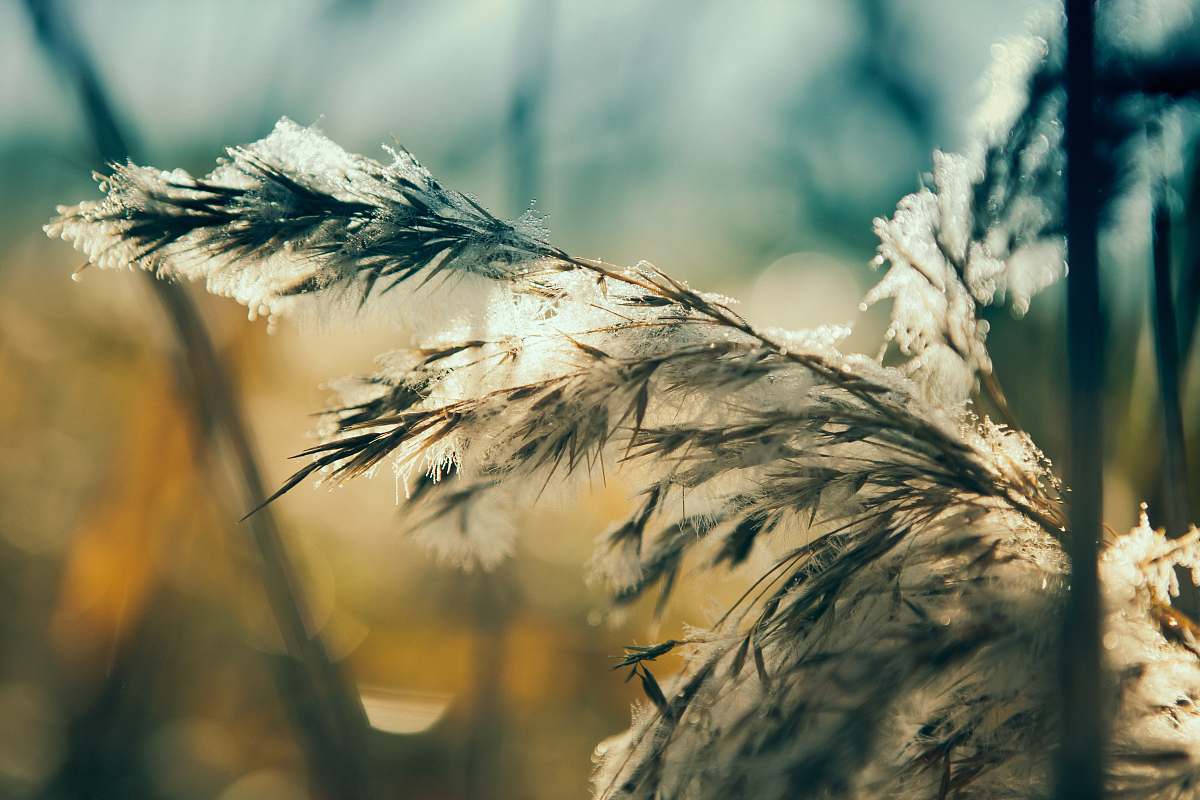 winter green and black dandelion grass