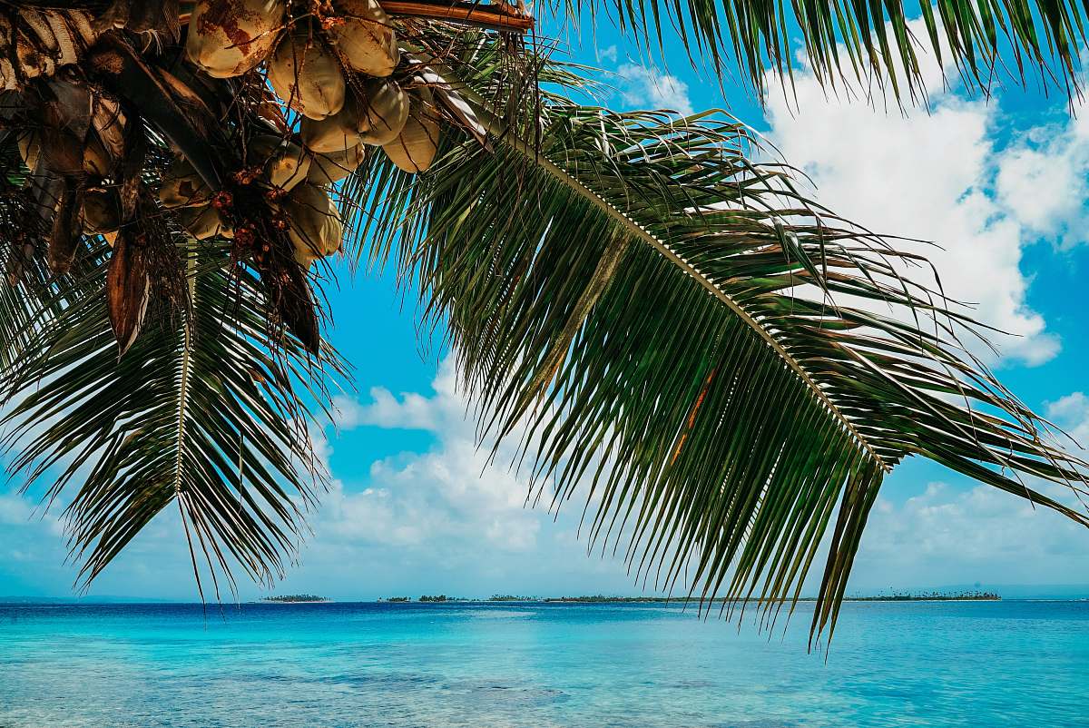 summer green and brown coconut palm tree panama