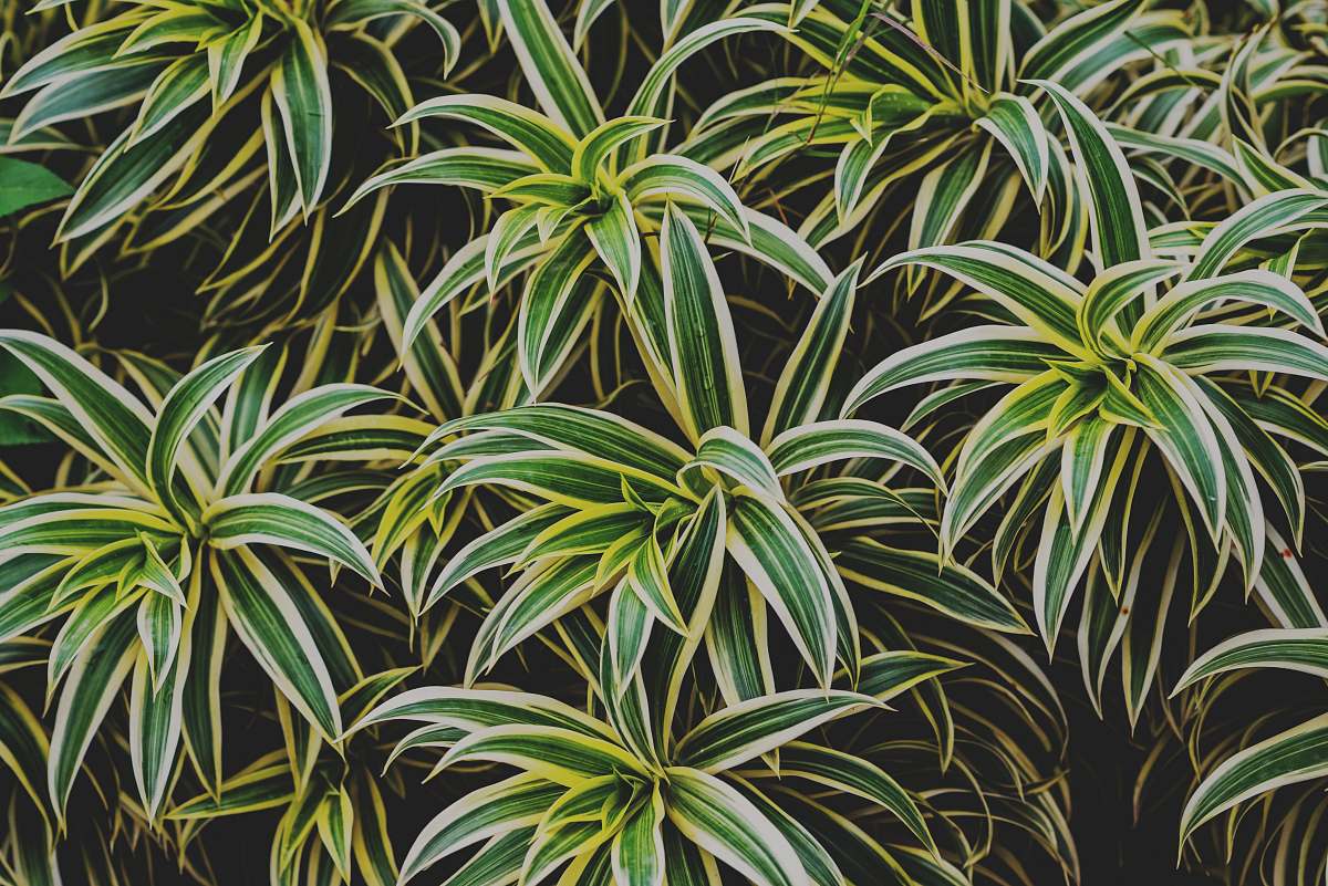 forest green-and-white leafed plants green