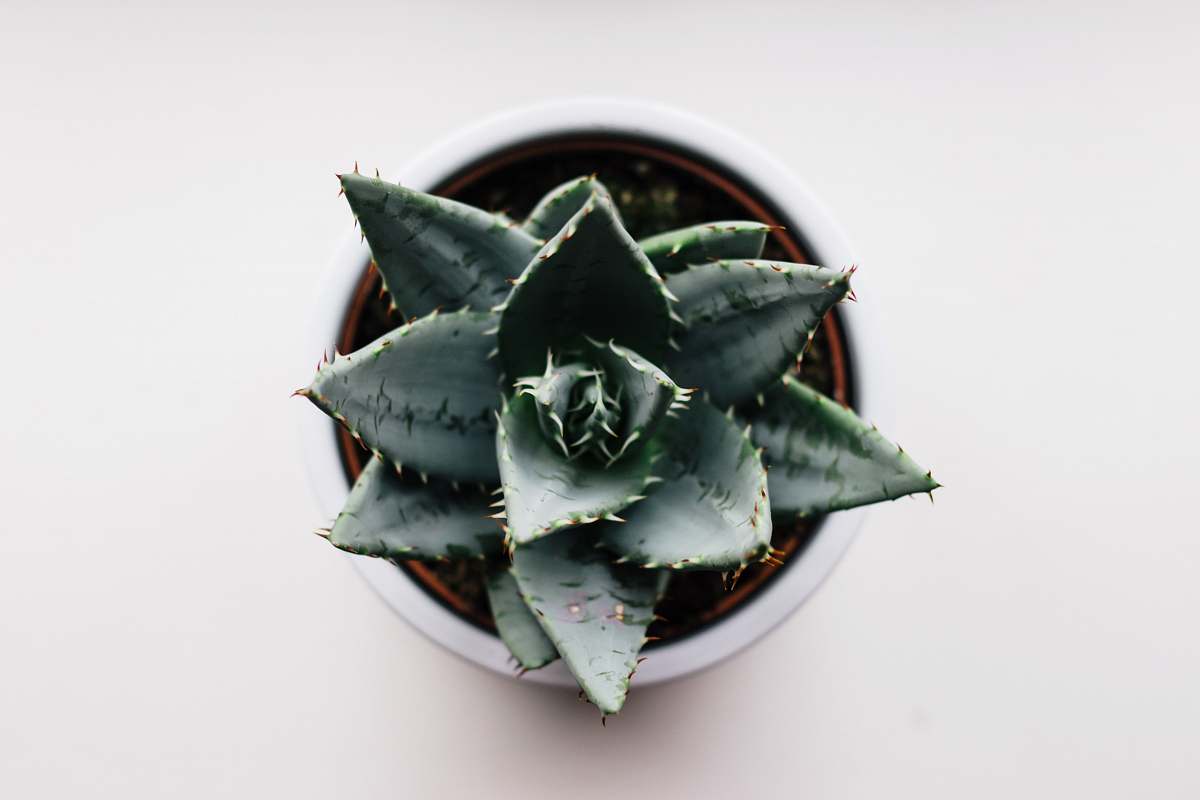 aloe green cactus on brown pot flora