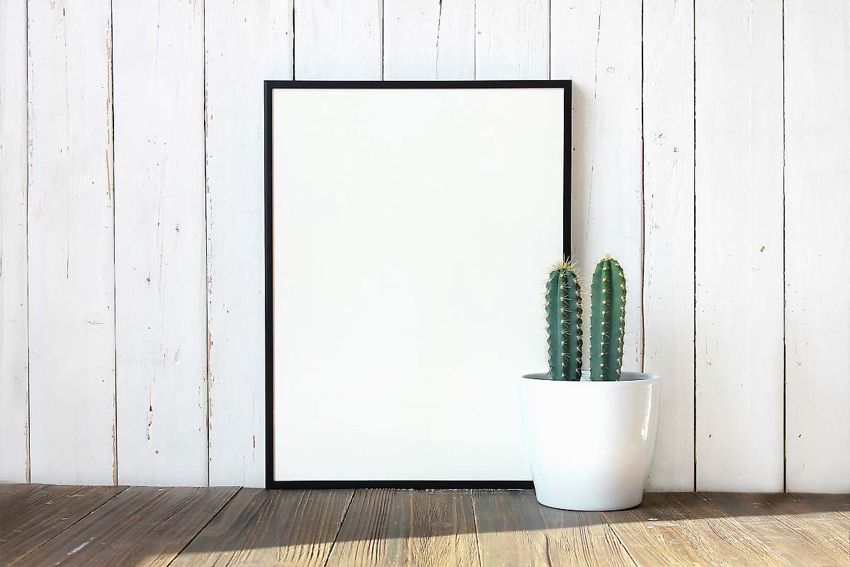 frame green cactus plant cactus