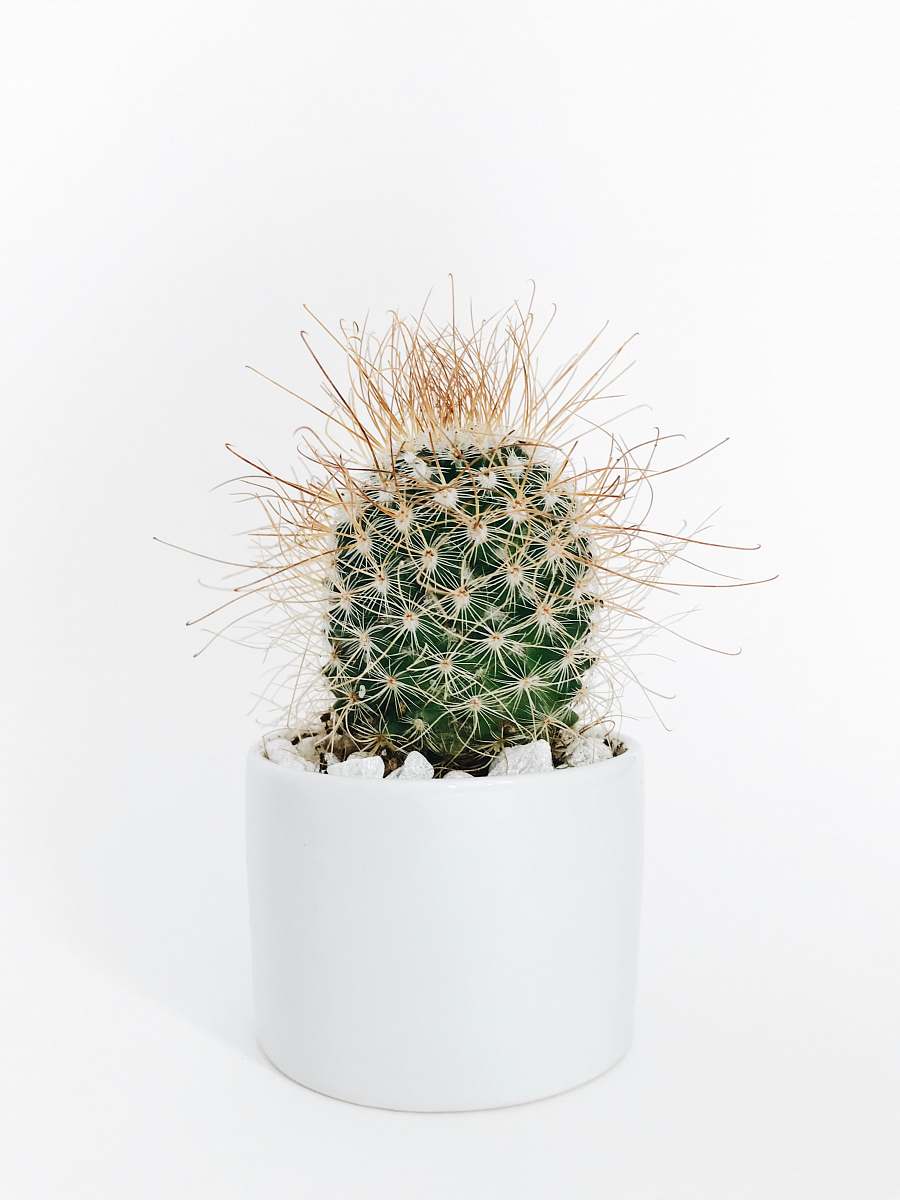 succulent green cactus plant in vase fort myers