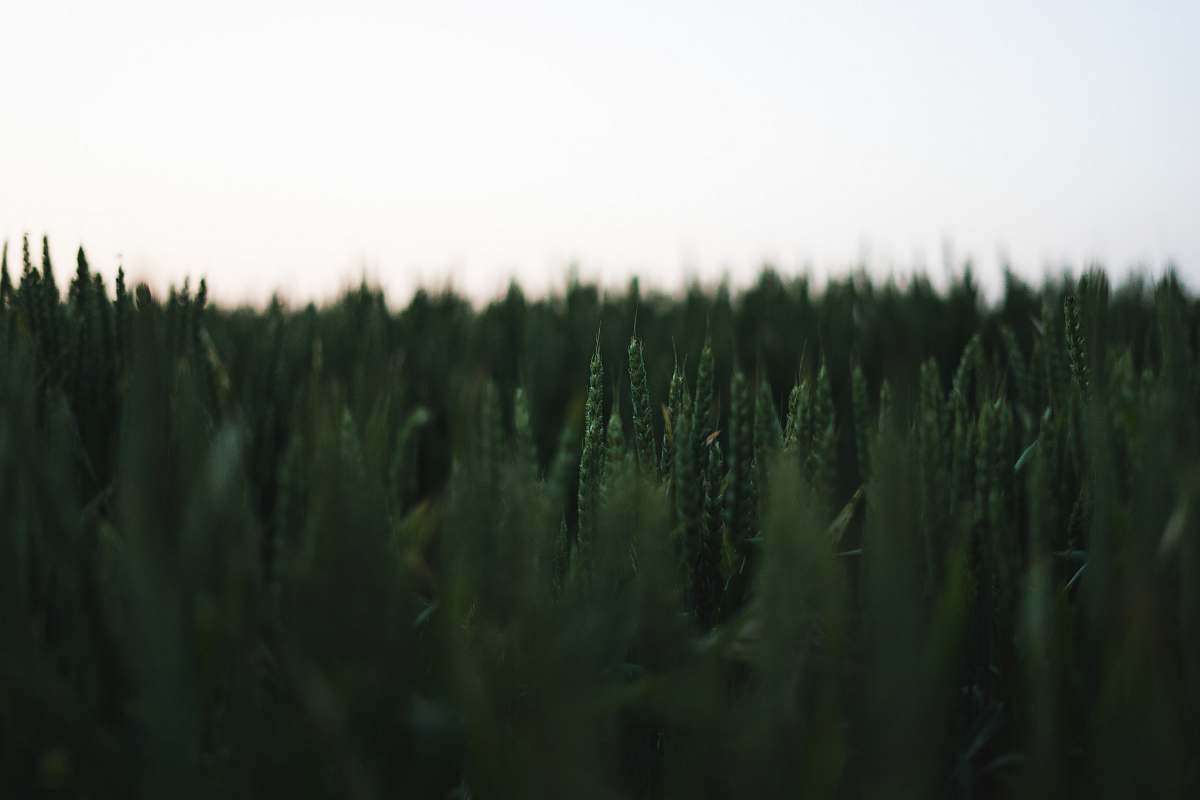 grass green grasses vegetation