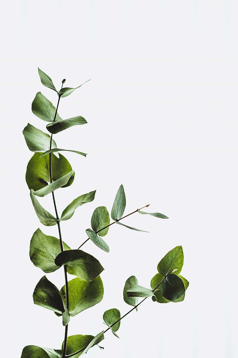 leaf green leaf minimal
