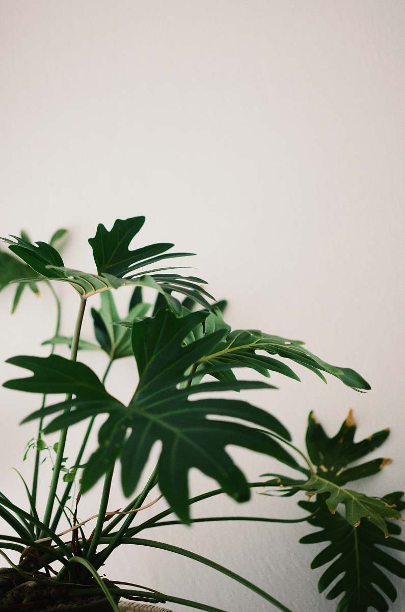 flora green leaf plant green