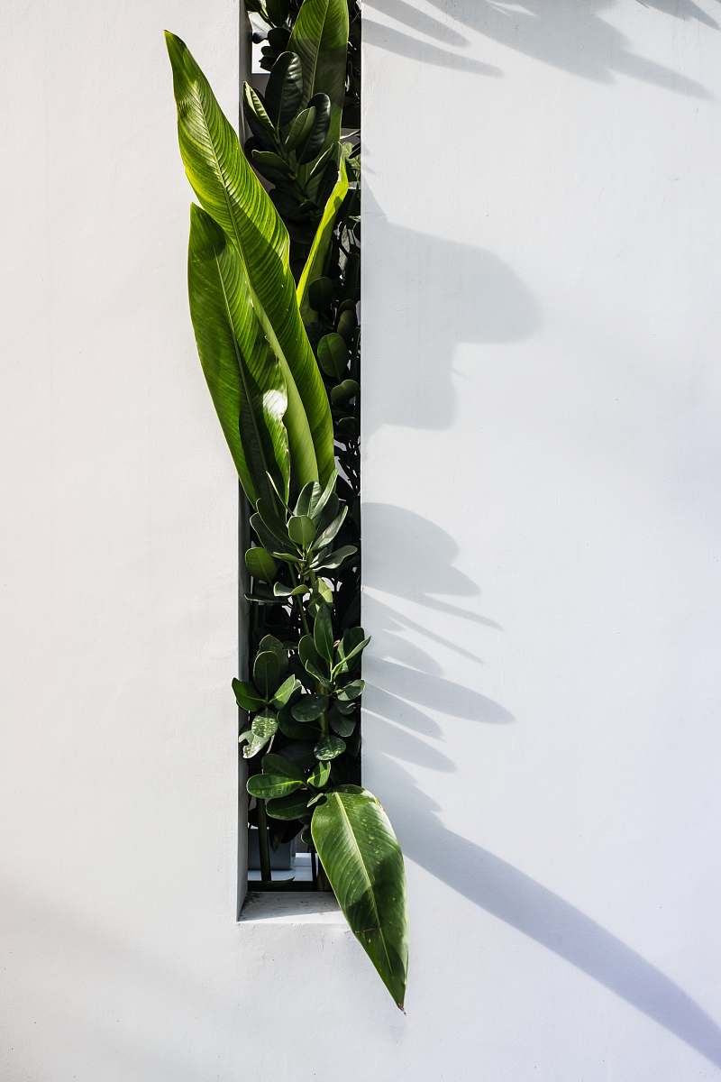 green green leaf plant flora