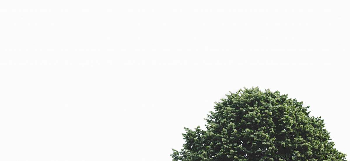 tree green leaf tree conifer