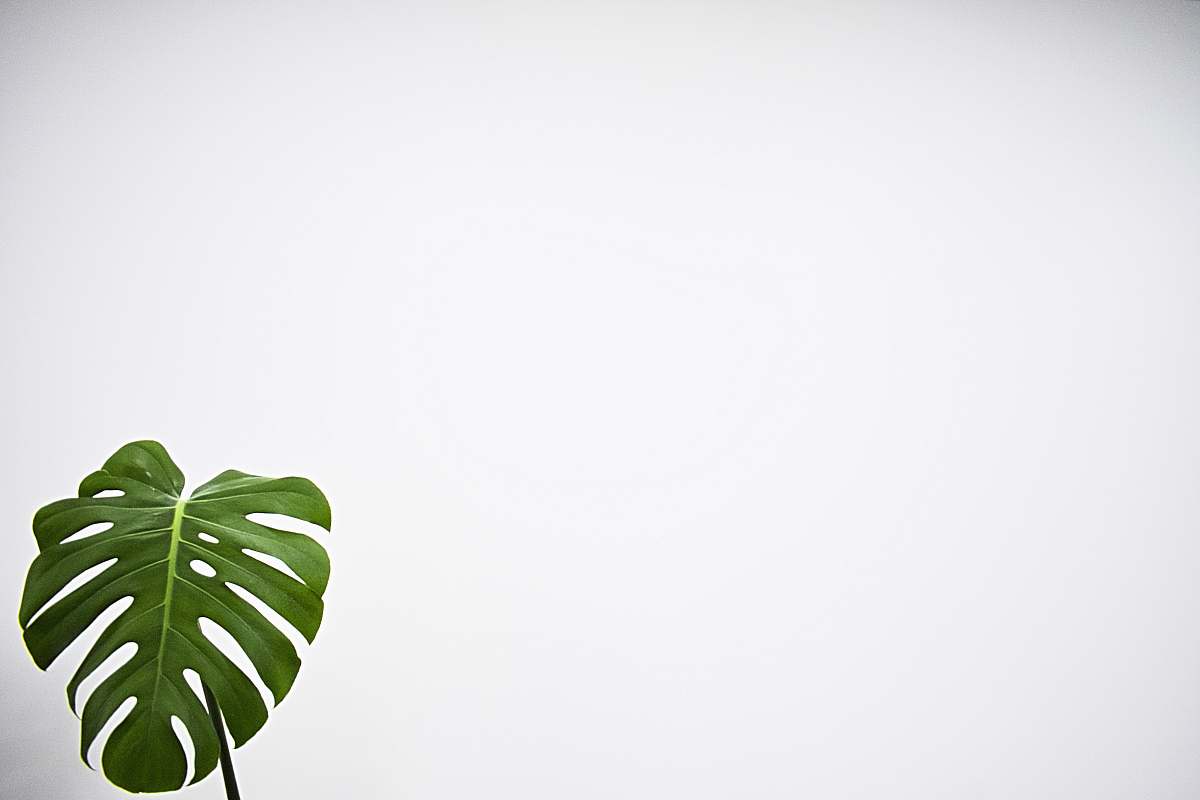 flora green leaf with white background fern