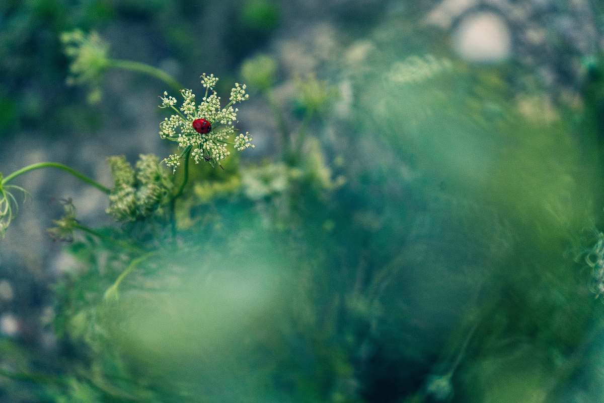 green green-leafed plant austria