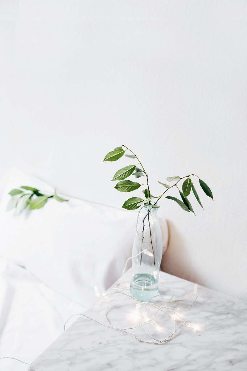 leaf green leafed plant on vase on table flora