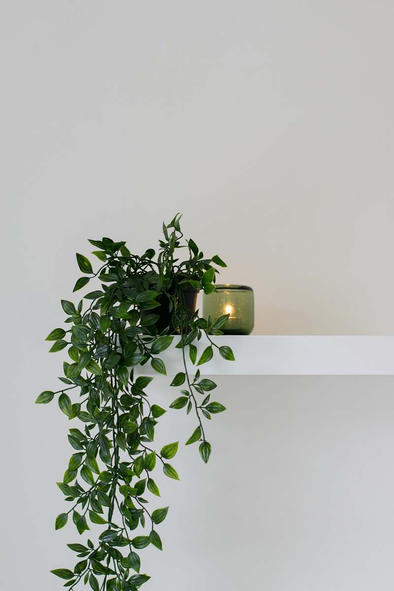 flora green leafed plant place on floating shelf home