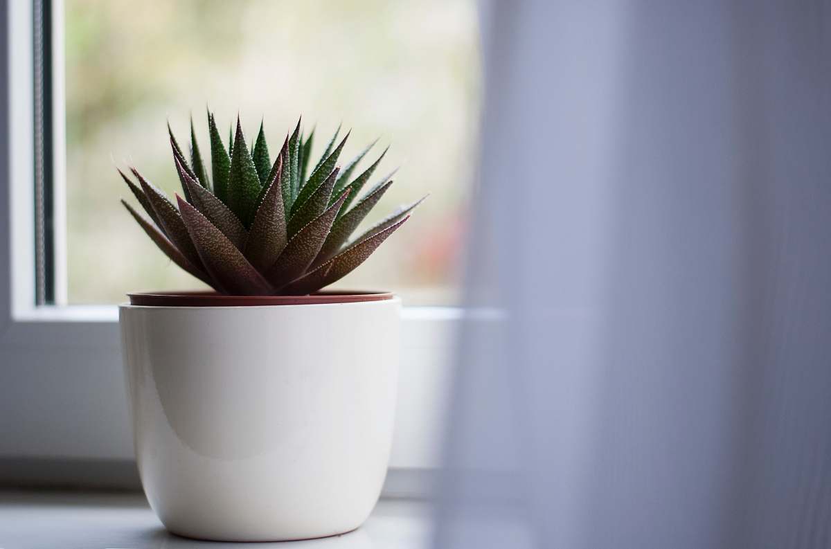 leaf green-leafed succulent plant aloe