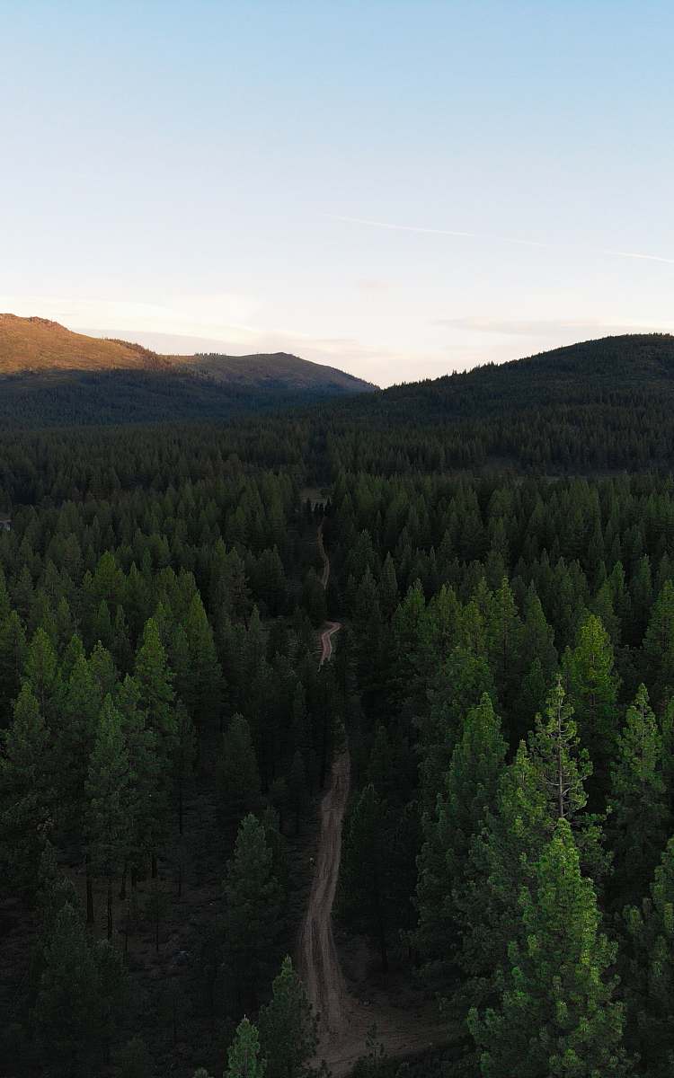 abies green-leafed trees tree