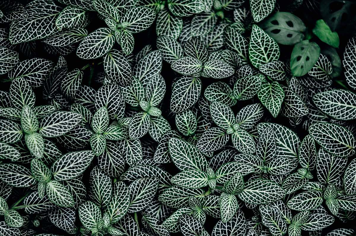 green green leaves nature