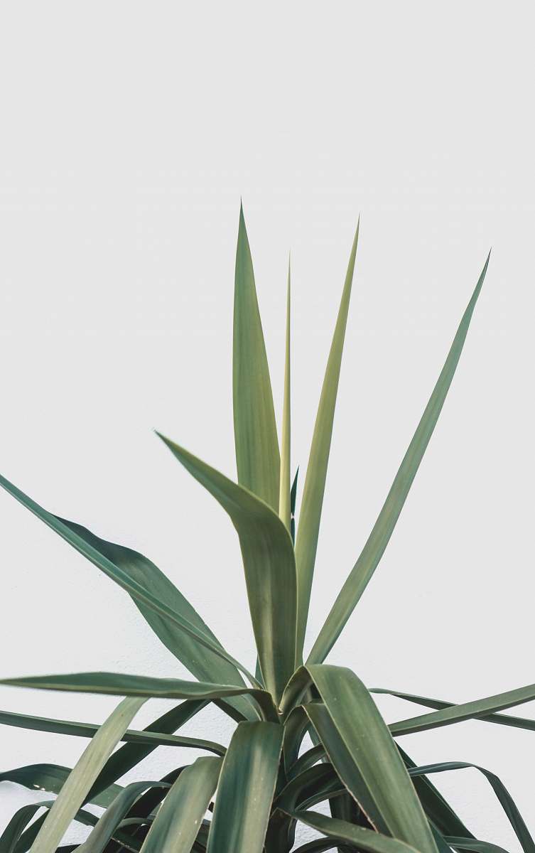aloe green linear plant flora