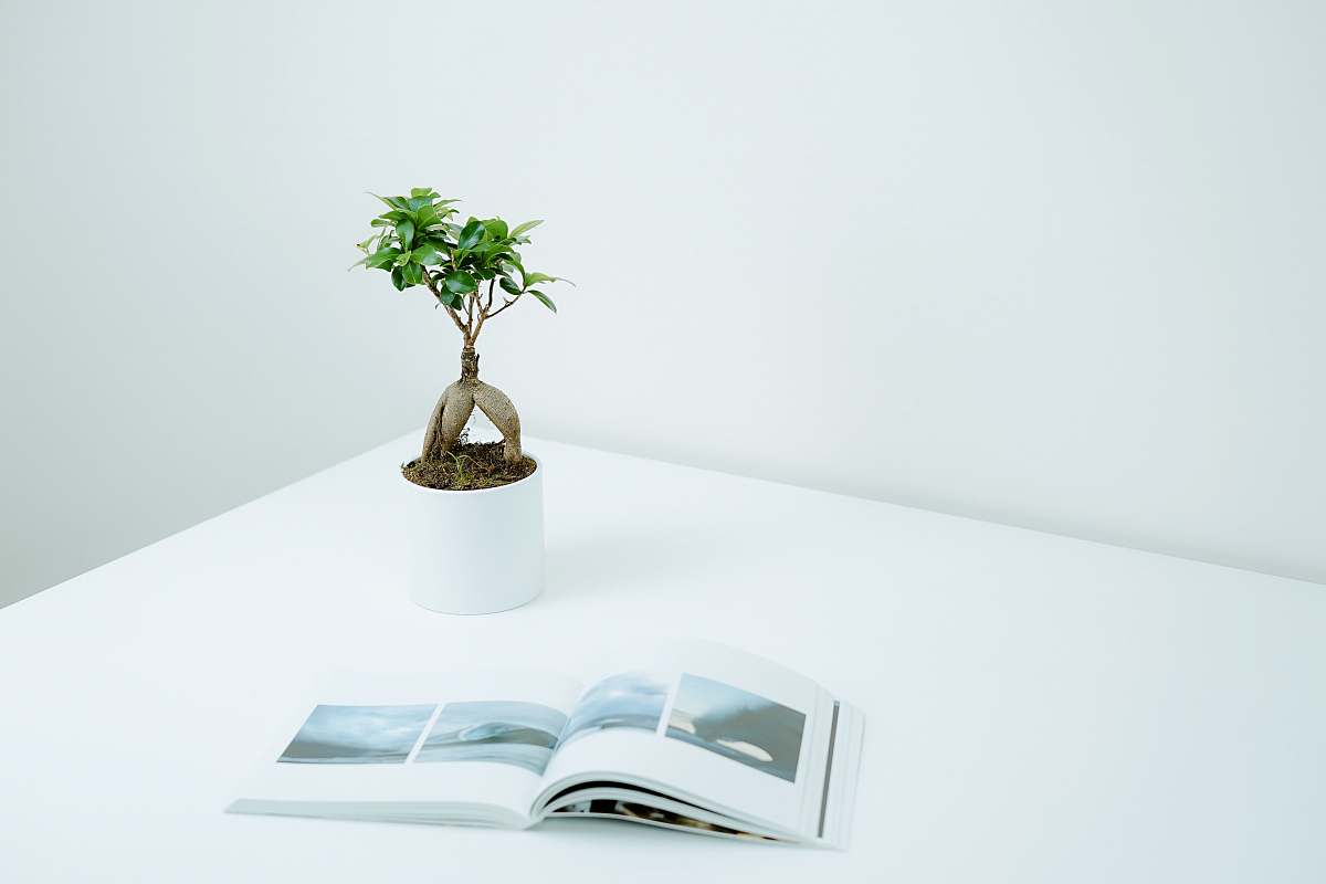 bonsai green plant in pot near book on table flora