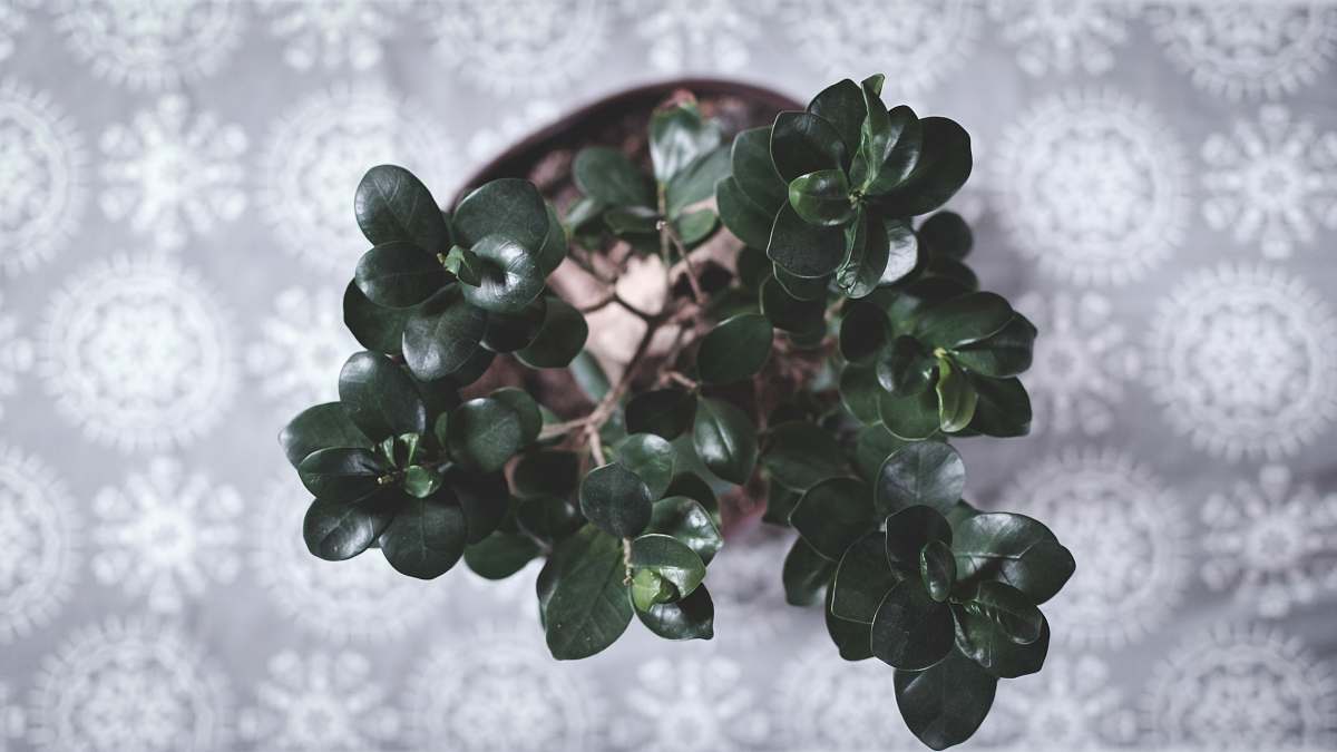 pot green plant leaves