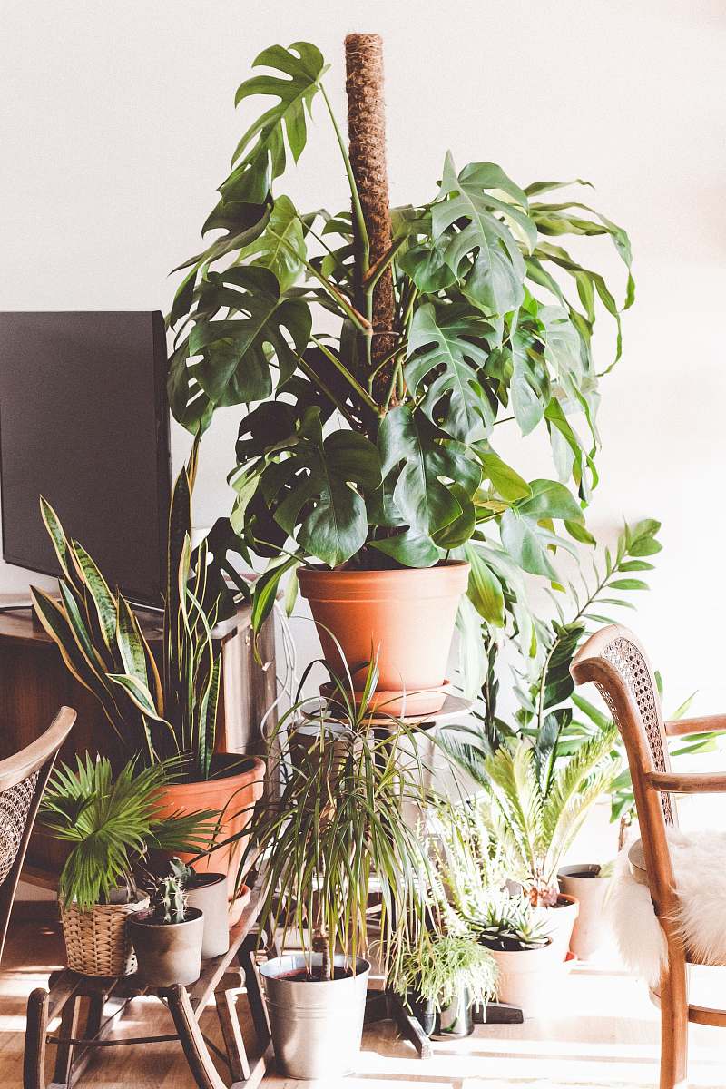 vase green plants between armchair and flat screen TV green