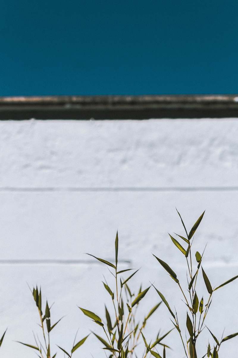 flora green plants near white wall grass