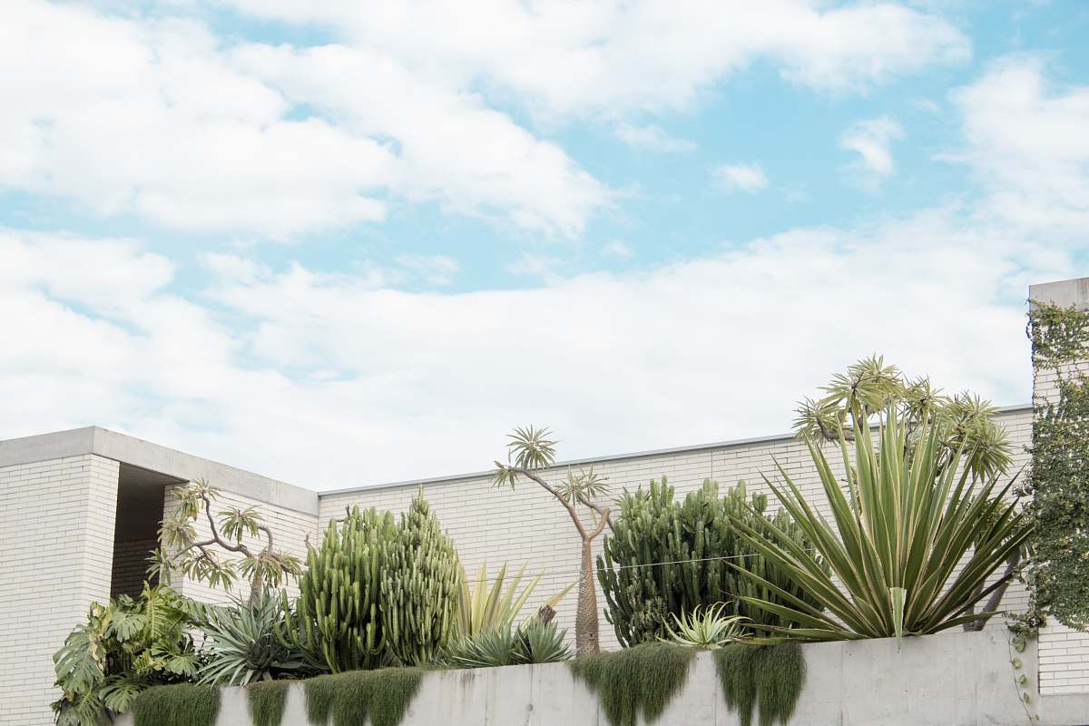 australia green plants near white wall under clear sky aloe
