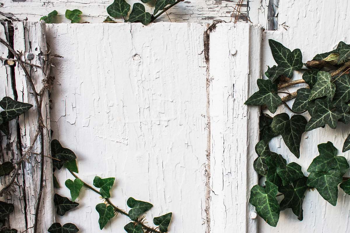 flora green plants on white wall ivy