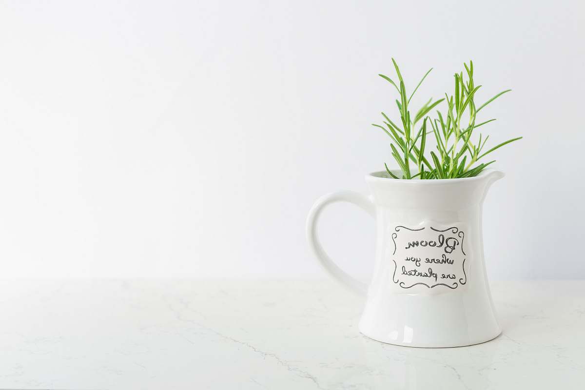 cup green potted plant cluj-napoca