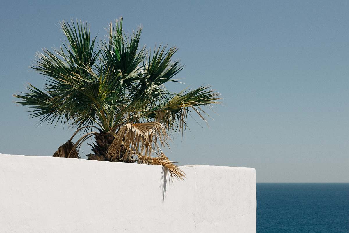 tree green sago palm tree in white concrete fence arecaceae