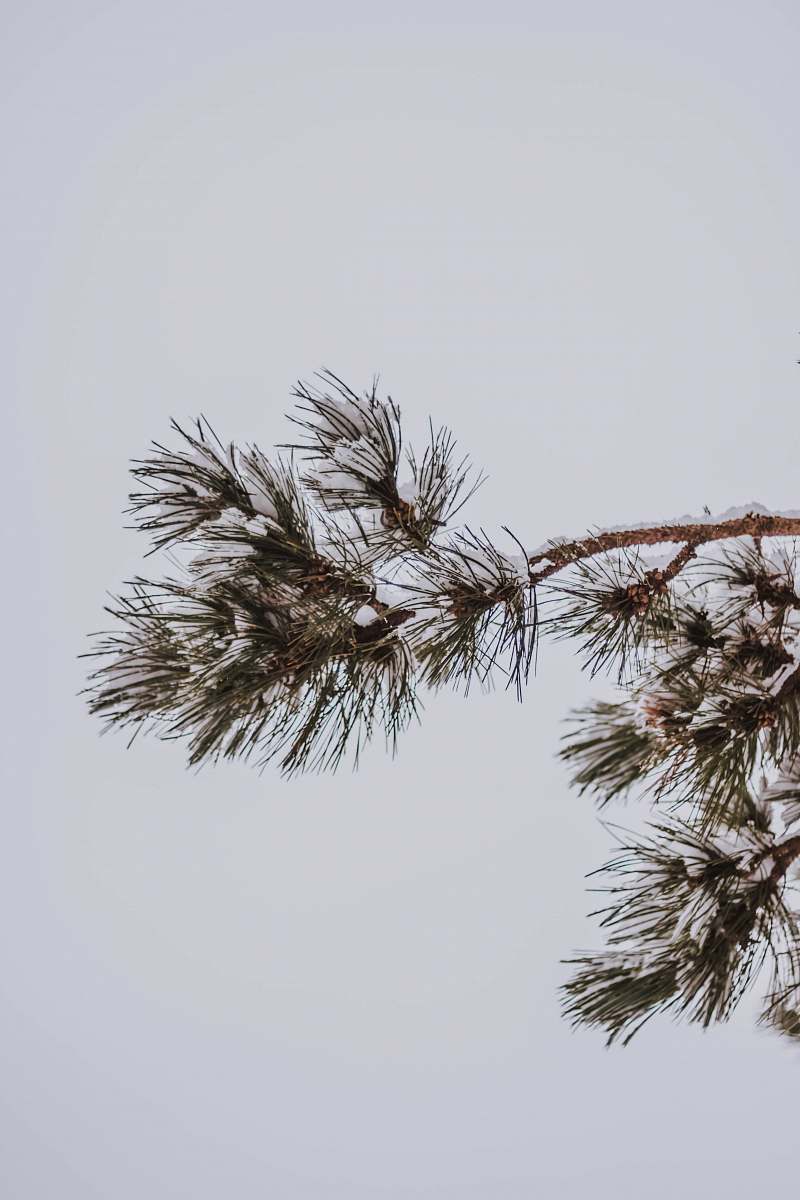 nature green spruce pine tree tree