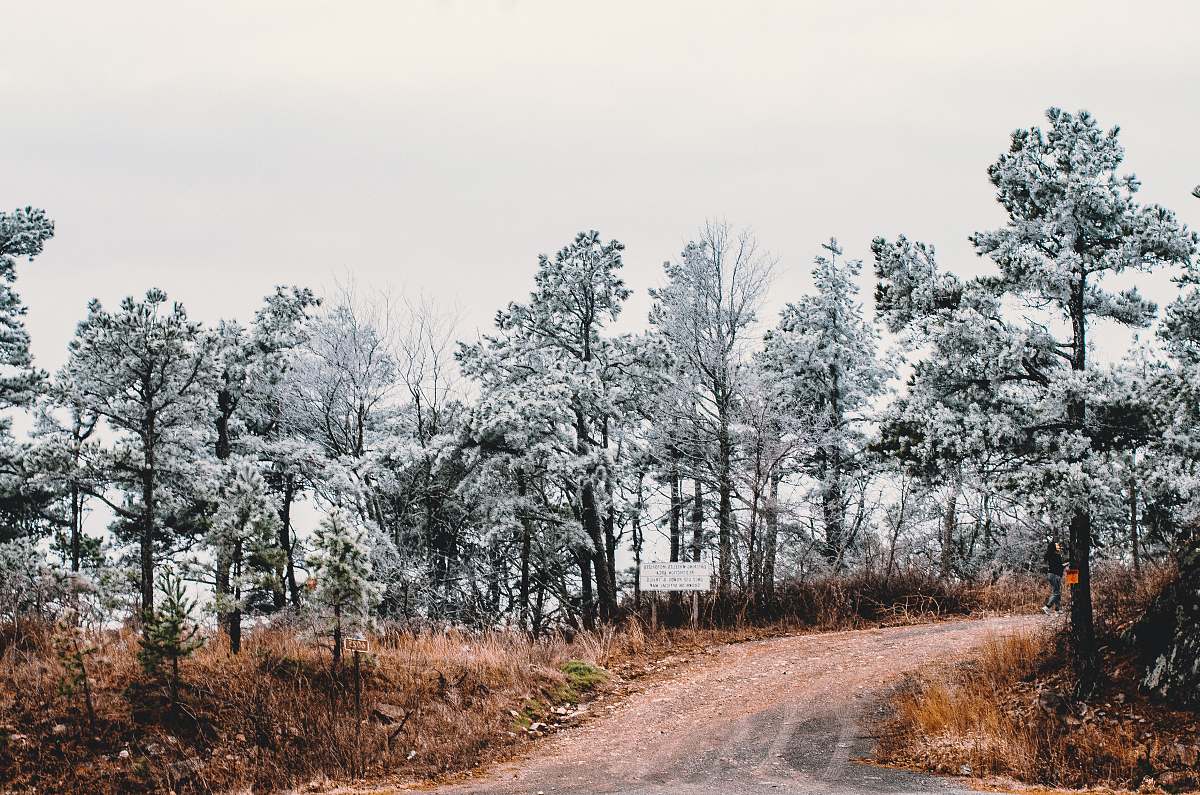 abies green trees under white sky fir