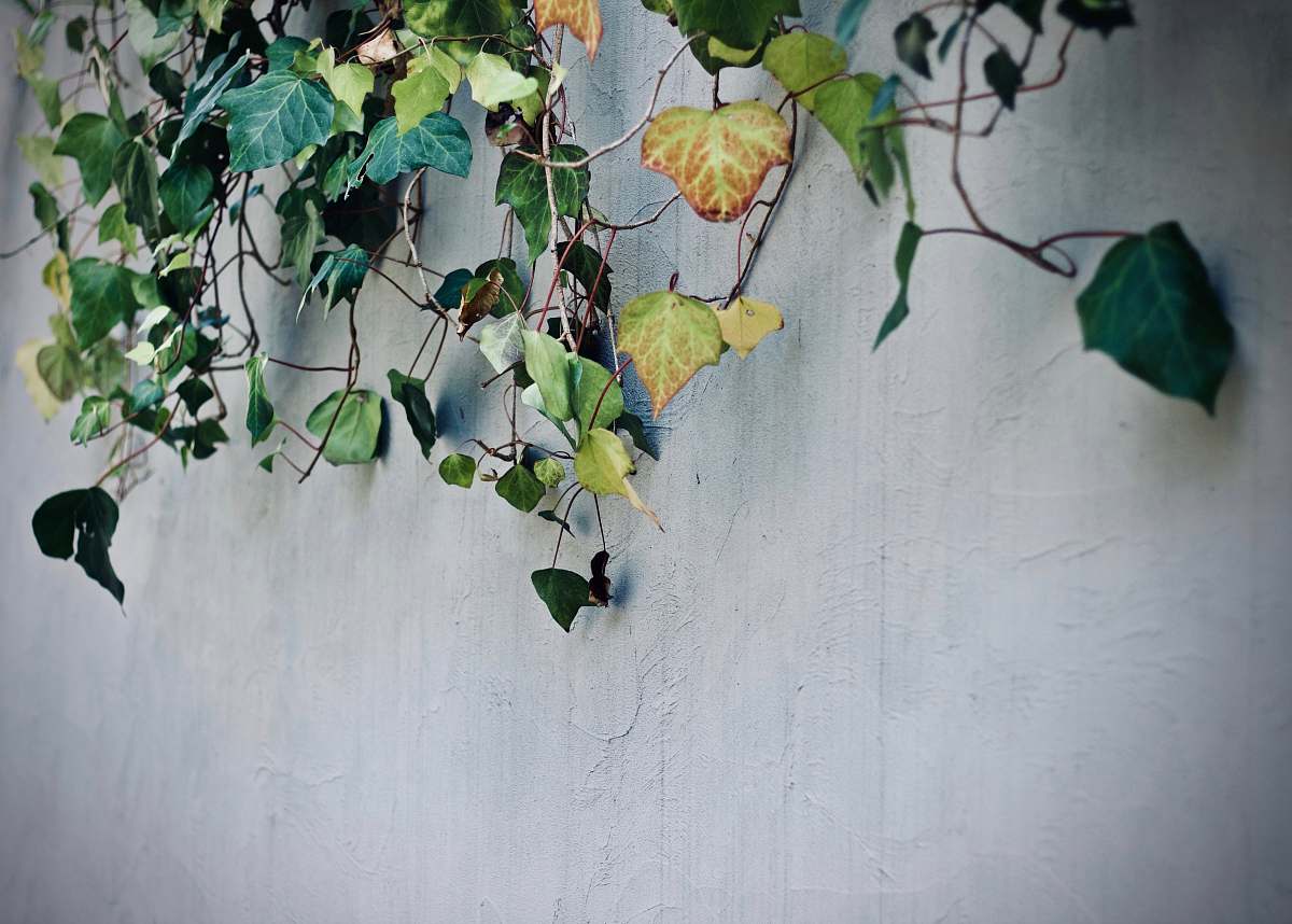 ivy green vine plant on concrete wall flora