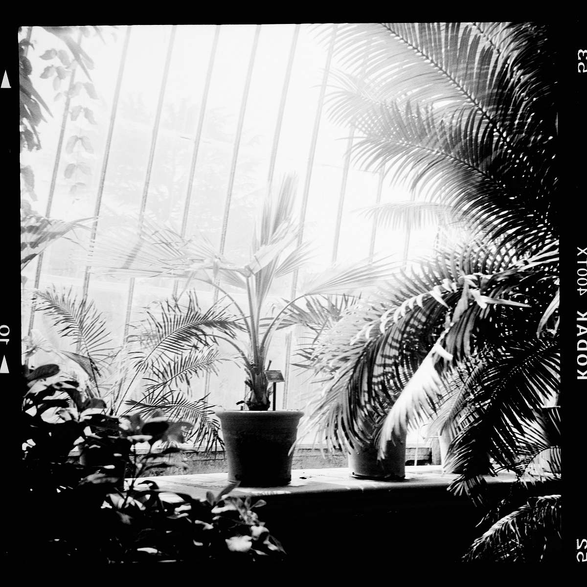 black-and-white greycale photography palm plants tree
