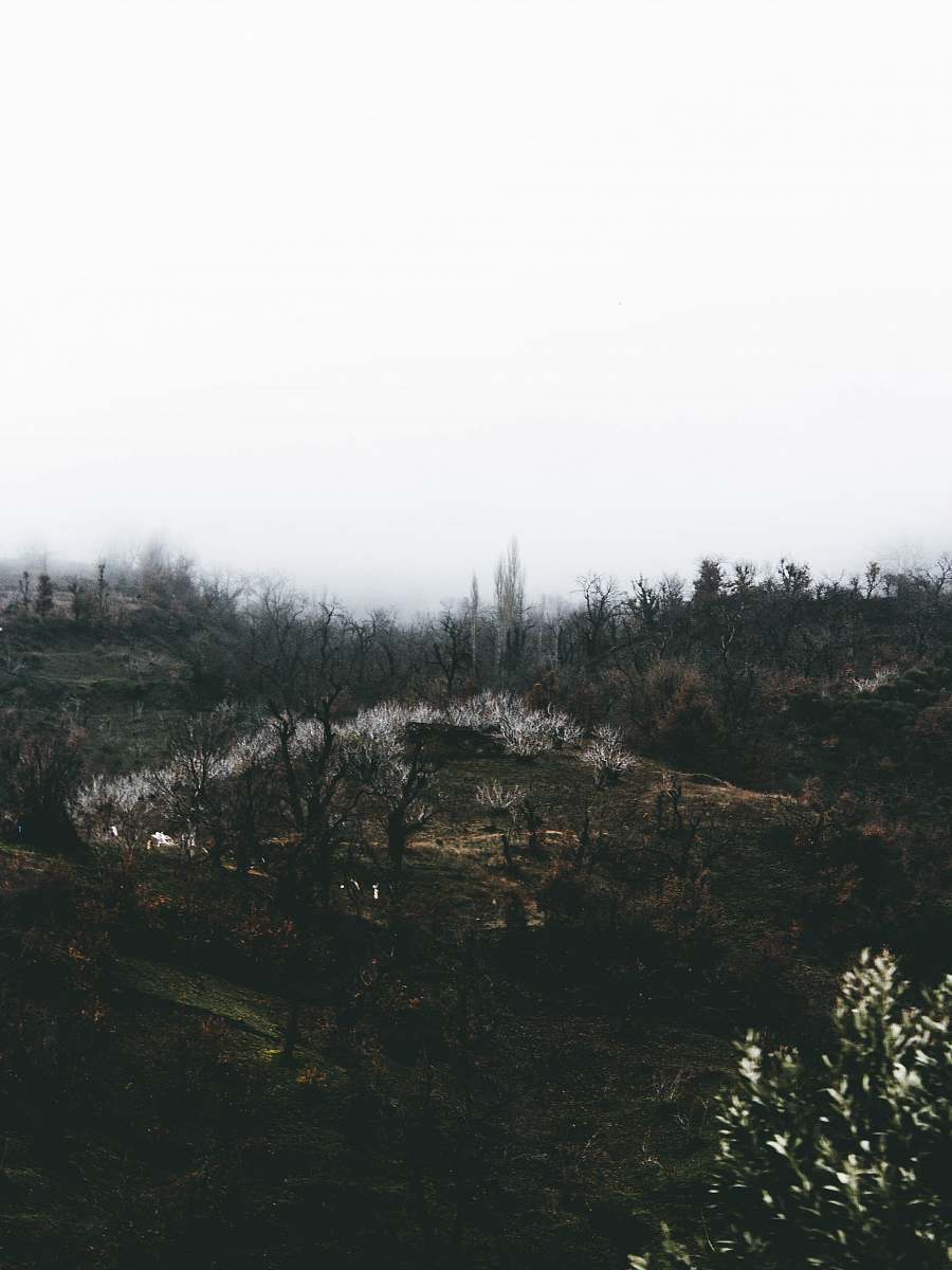 outdoors leafless trees tree