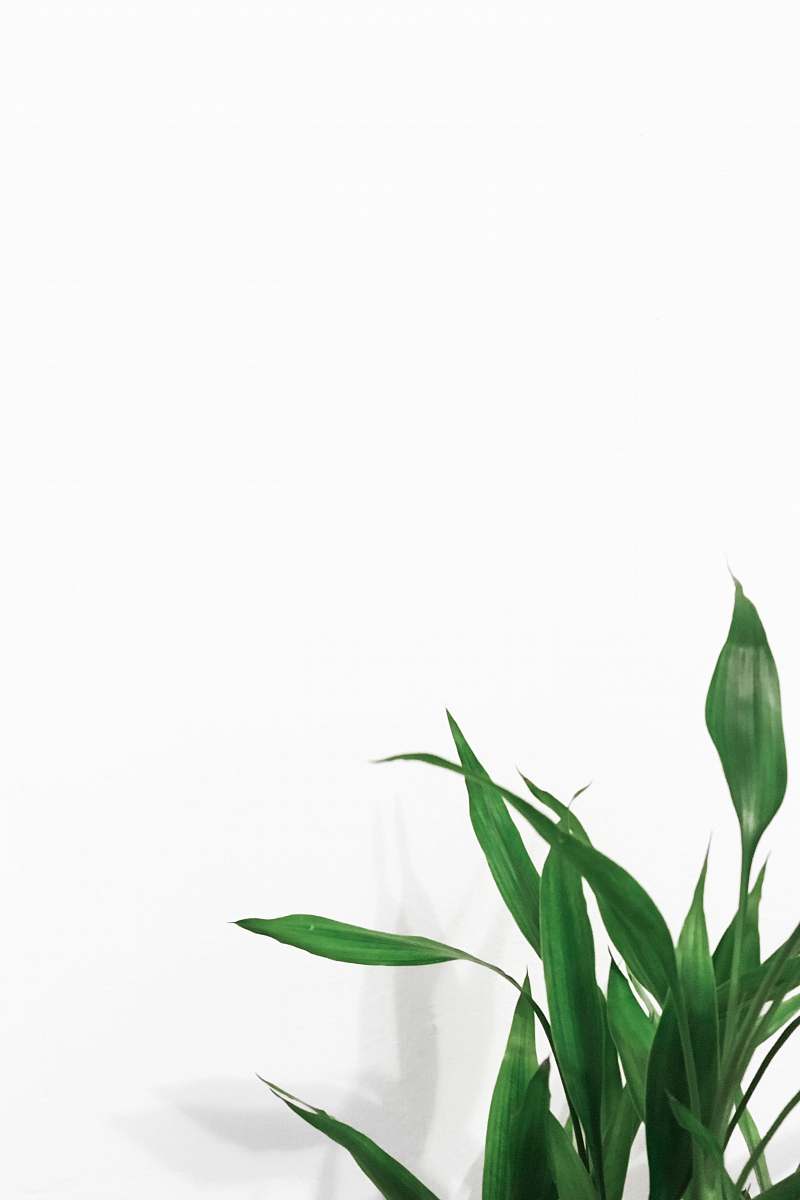 flora linear leaf plants near white wall green