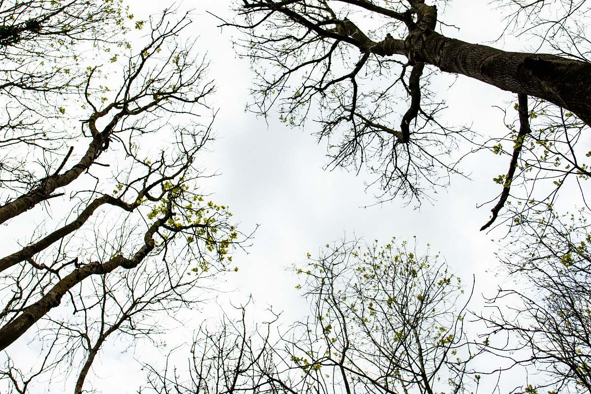 tree low angle photo of bare trees tree trunk