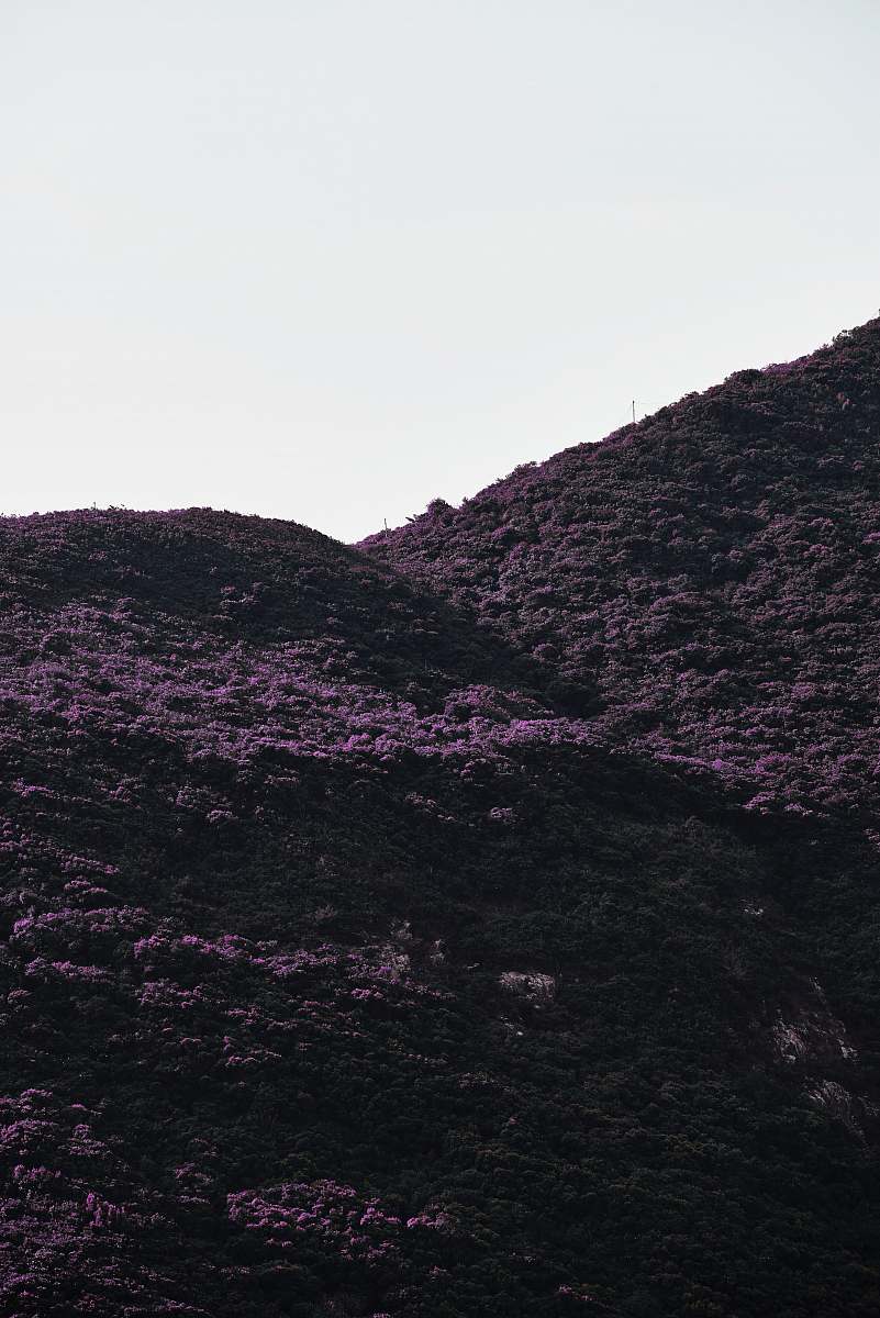 blossom low-angle photography of purple flowers in the mountain flower