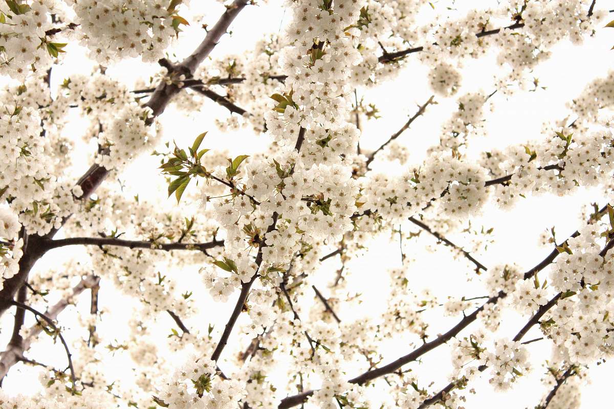 blossom low angle photography of white petaled flower flower