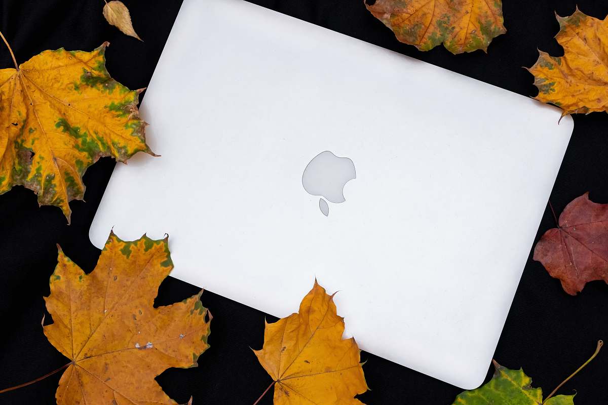 leaf MacBook beside dried leaves tree