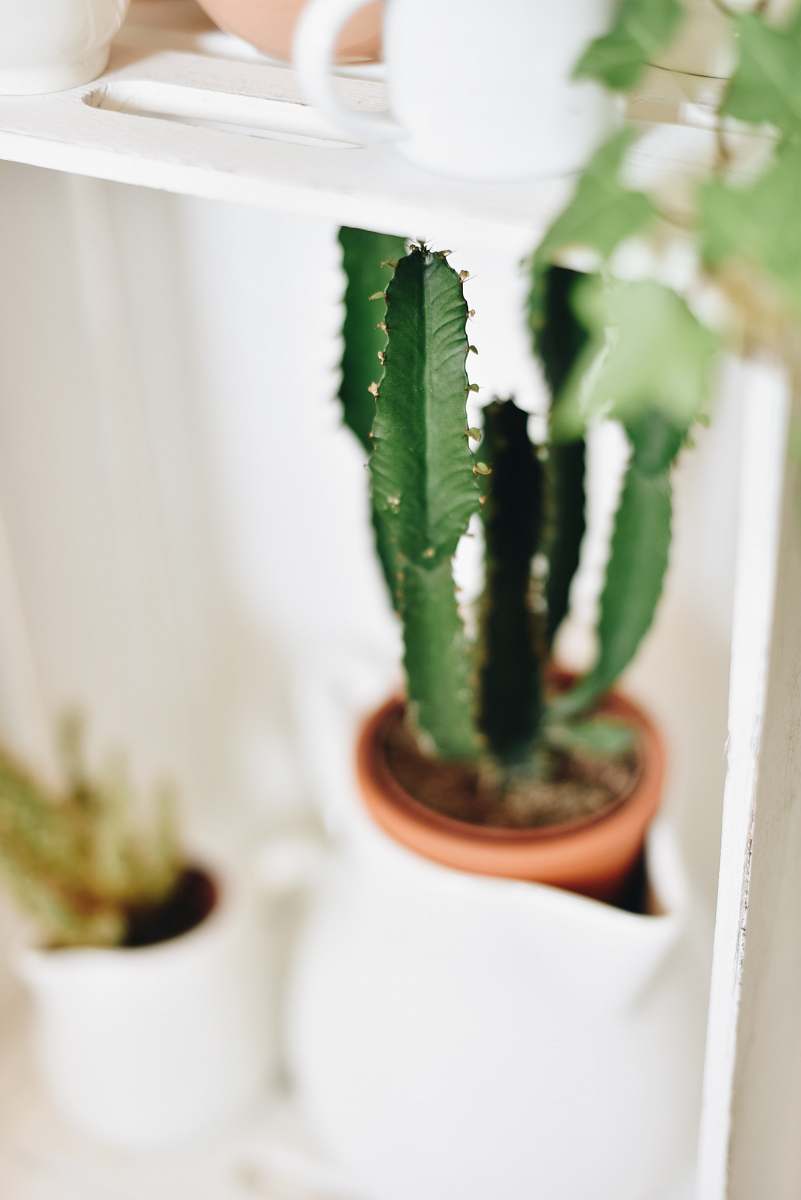 cactus macro photography of cactus plan brussels