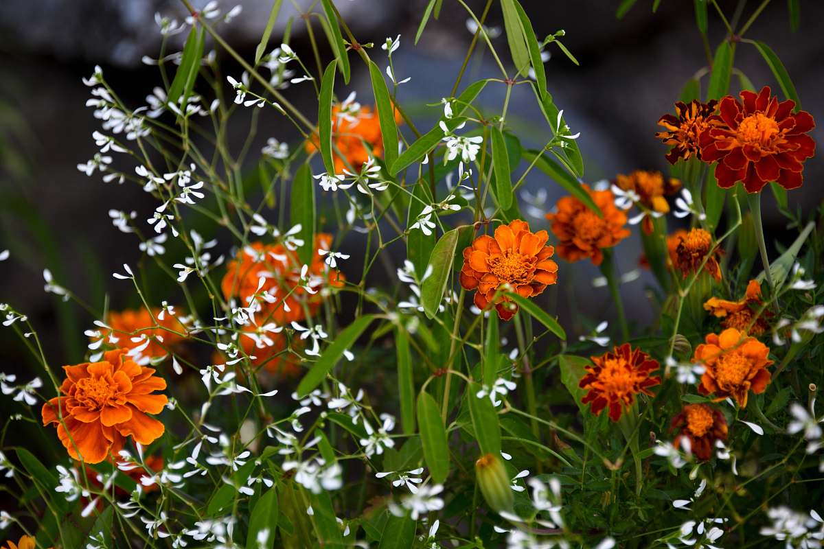 blossom orange petaled flower flower