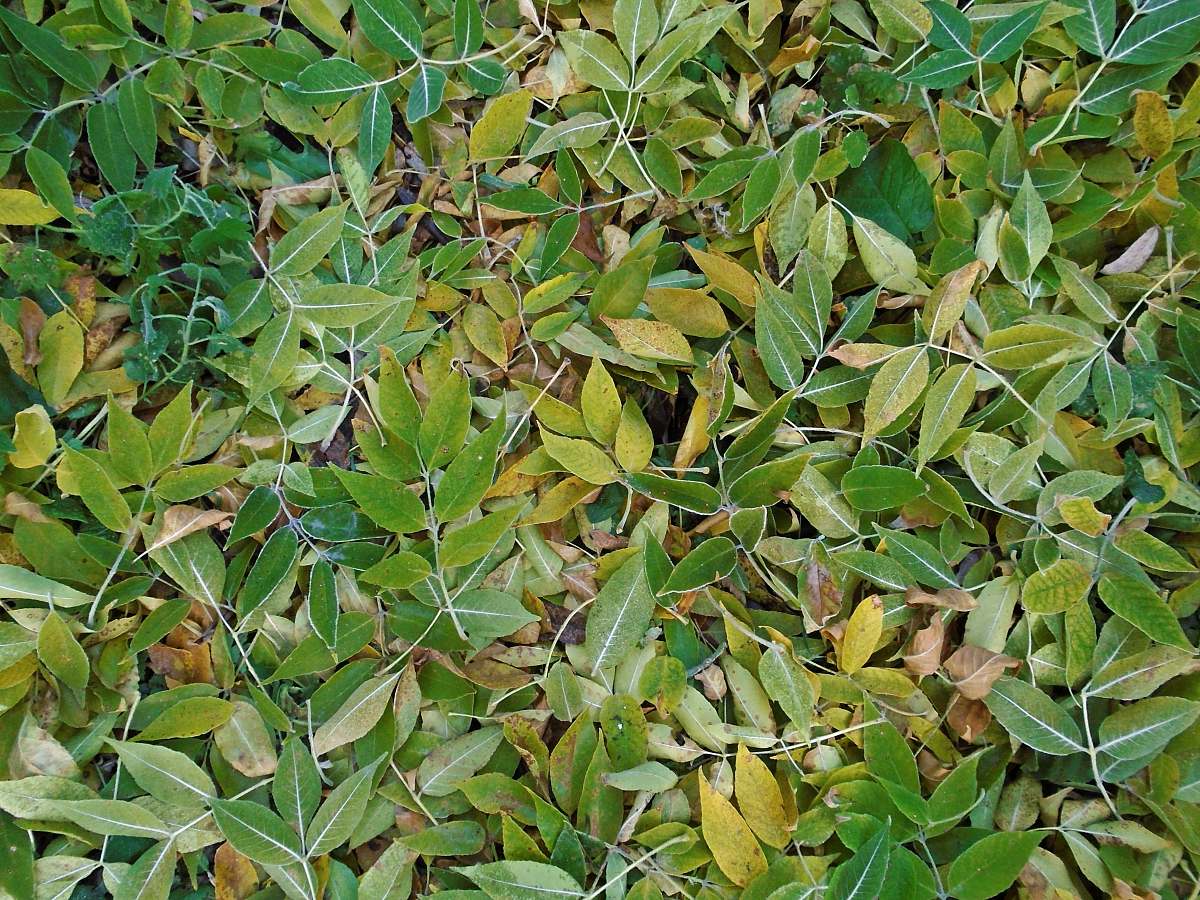 leaf ovate green leaves vegetation